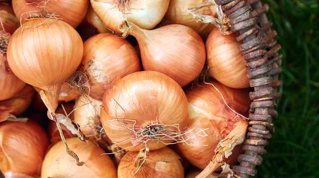 Organic White Onion