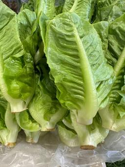 Baby cos lettuce (Baby Romaine lettuce)