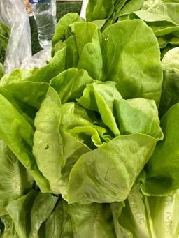 Butterhead lettuce