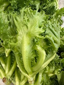 Frillice Iceberg Lettuce