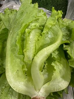 Iceberg lettuce