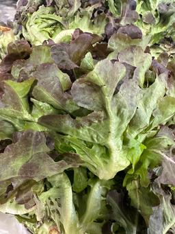 Red oak lettuce