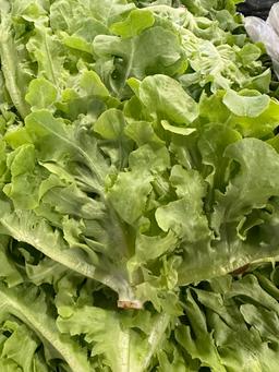 Green oak lettuce