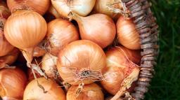 Organic White Onion