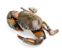 Wild Caught Crab