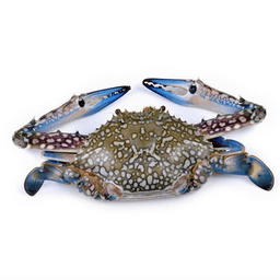 Wild Caught Blue Crab or House Crab