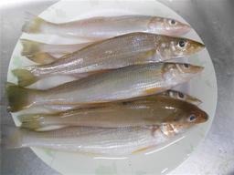 Wild Caught Sand whiting Fish