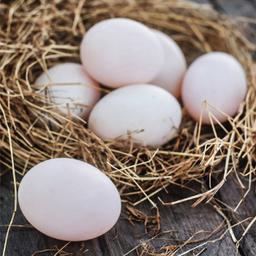 Free Range Duck Eggs