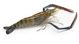 Wild Caught River Prawn