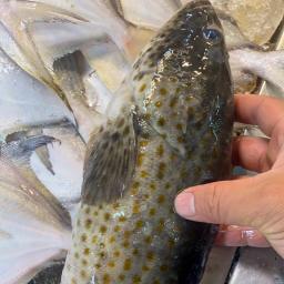 Wild Caught Grouper Fish