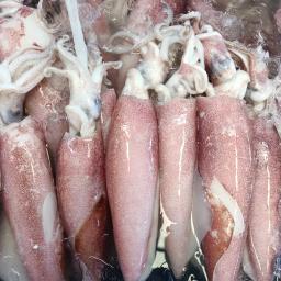 Wild Caught Squid