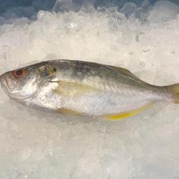 Wild Caught False Trevally