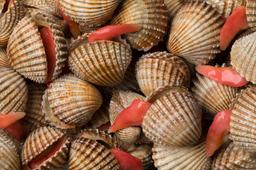 Wild Caught Cockle